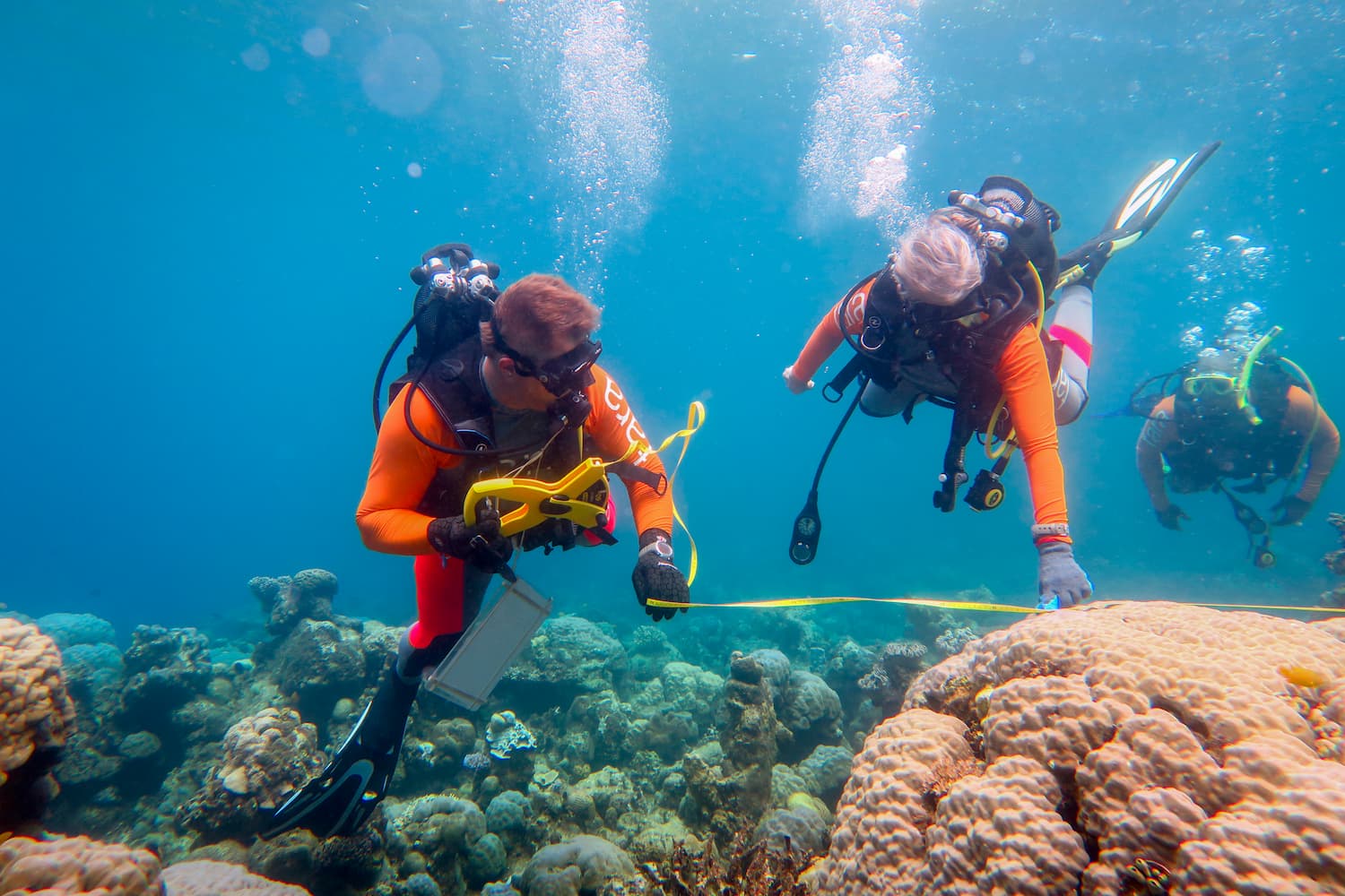 Plongeurs scientifiques lors de l'expédition Tara Pacific
